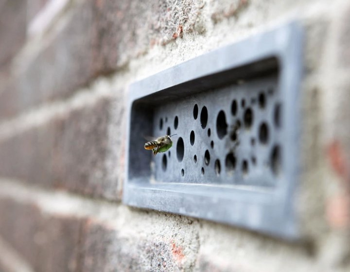 A bee hovering by a blue Bee Brick in the wall