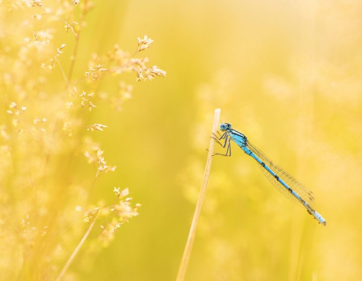 A blue dragonfly perches amongst yellow crops
