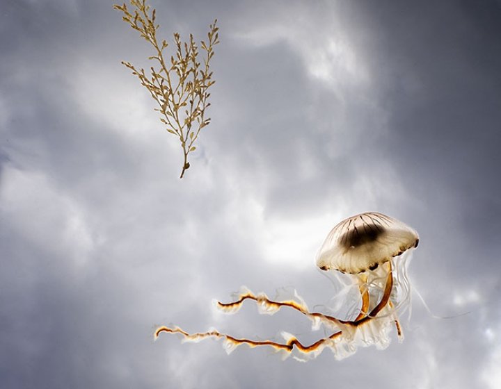 Jellyfish and seaweed photo up towards sky
